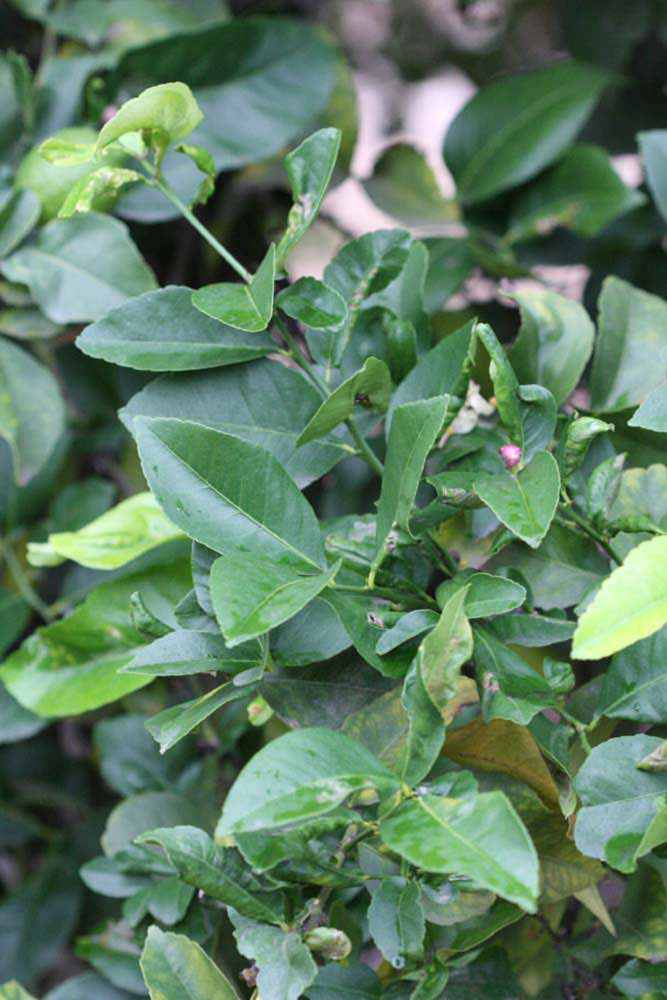            Sun leaves (Cook, Riverside, CA)   